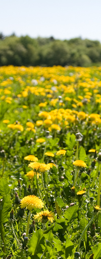 Meuser 1853 Im Alten Bierhause 